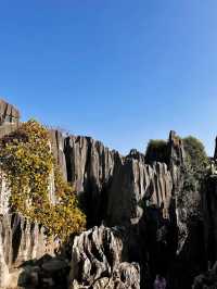 The Stone Forest Scenic Area