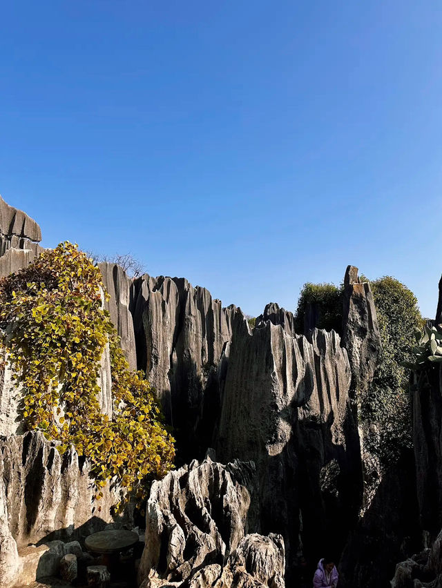 The Stone Forest Scenic Area