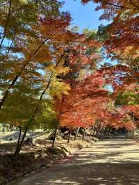 【京都府】桜の名所で紅葉を愉しむ