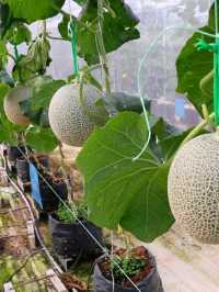 Tambun Musk Melon Agro Farm