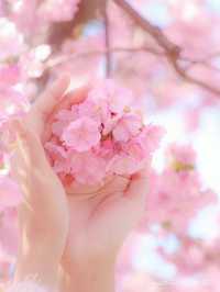 🌸 Matsuda Sakura Festival 🌸