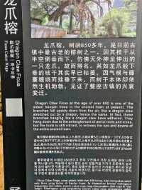 Dragon Claw Banyan: A Remarkable Ancient Tree