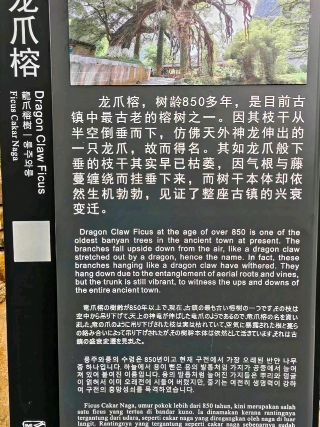 Dragon Claw Banyan: A Remarkable Ancient Tree