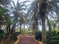 An enchanting palm forest in Jeju, Sangari Palm Forest