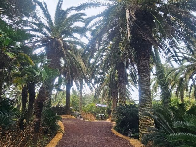 An enchanting palm forest in Jeju, Sangari Palm Forest