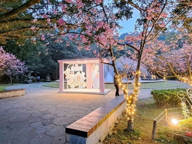 陽明山花季，浪漫登場