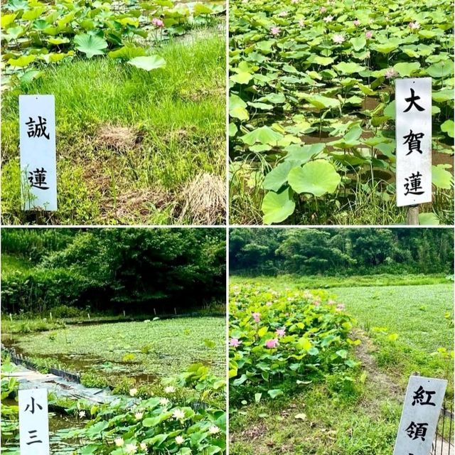 神秘の花“古代蓮”が、一面に咲き誇る島