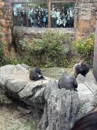 東京一日行程 上野動物園東京鐵塔順便之旅