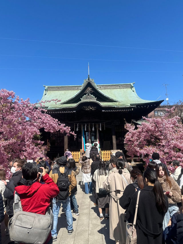 【桜神宮】河津桜とピンクリボン🎀が綺麗だった‼️