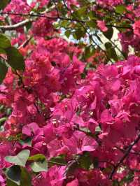 長沙灣元洲邨元樂樓簕杜鵑桃紅隧道：都市中的浪漫花海🌸🌺