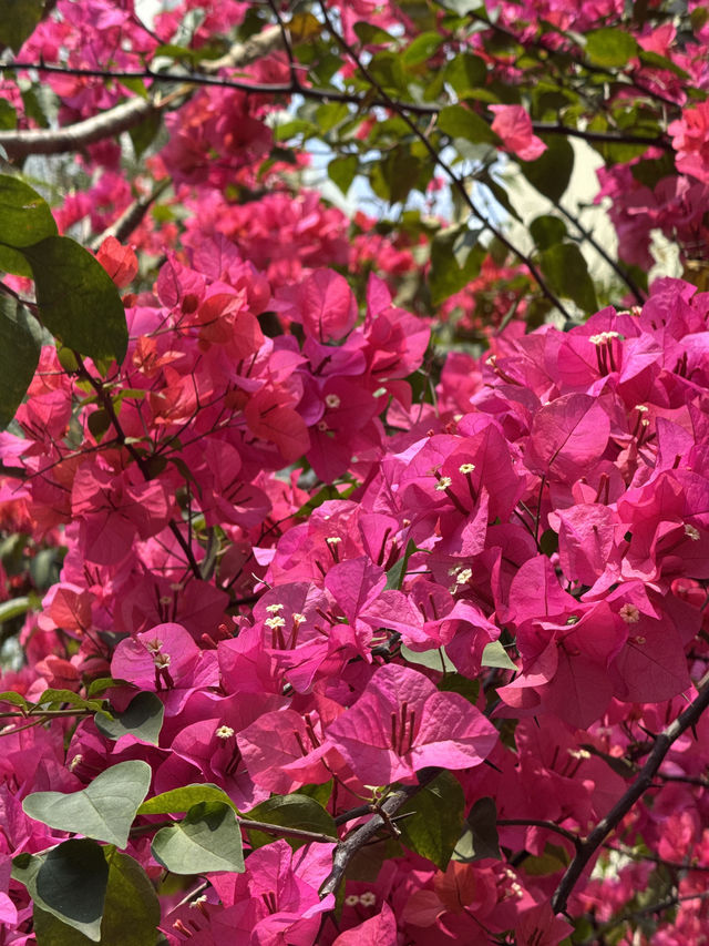 長沙灣元洲邨元樂樓簕杜鵑桃紅隧道：都市中的浪漫花海🌸🌺
