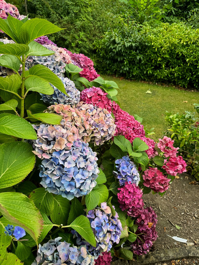 Blooming at Weston Park Museum Garden