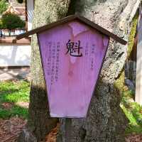 🌸 **大阪京都魁櫻賞花遊覽分享** 🌸