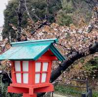 🌸 **垣生公園（Habu Park）櫻花觀賞遊覽分享** 🌸