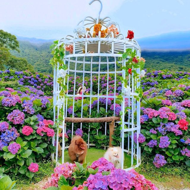 竹子湖 (Zhuzihu – Yangmingshan Calla Lily Fields)