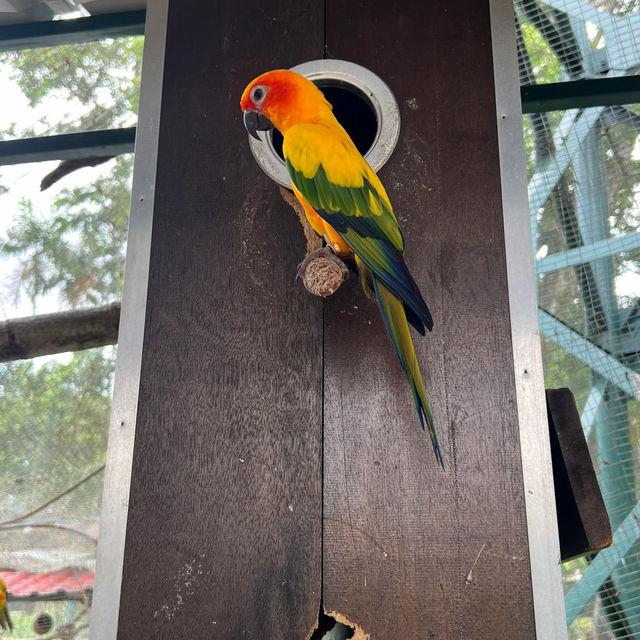 新加坡飛禽公園～鳥類的天堂