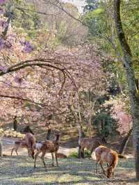 Chasing Sakura at Nara Park