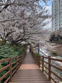 이제 벚꽃시즌🌸 부산에서 즐기는 벚꽃여행코스 정리