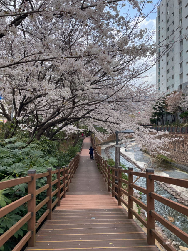 이제 벚꽃시즌🌸 부산에서 즐기는 벚꽃여행코스 정리