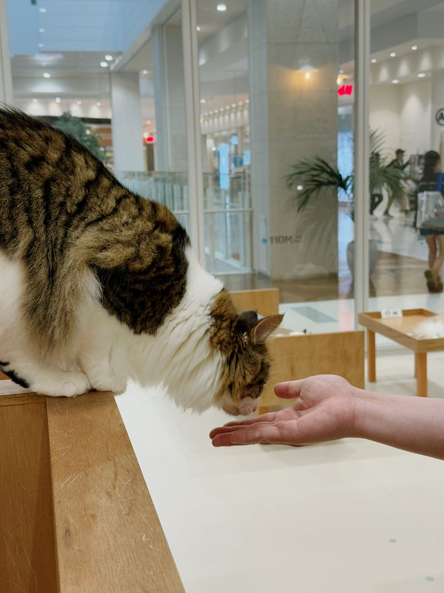 Cat Cafe MOFF イーアス沖縄豊崎店