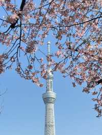 🌸【2025東京晴空塔櫻花暴擊！】  