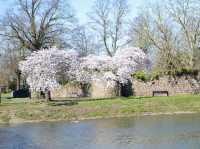 A Morning walking tour at Abbey park 