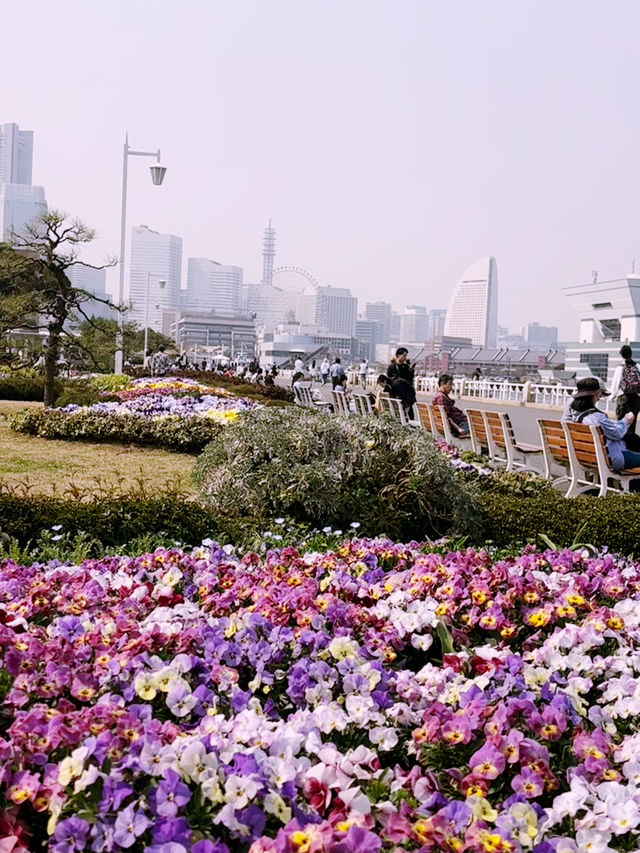 【桜が満開の横浜ニューグランドホテルと氷川丸、山下公園で春を迎えよう】