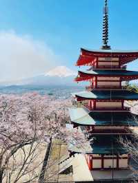 まるで日本の絵葉書✨新倉山浅間公園で絶景富士ビュー！