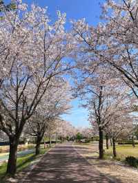 남양주 한적한 벚꽃 스팟!🌸