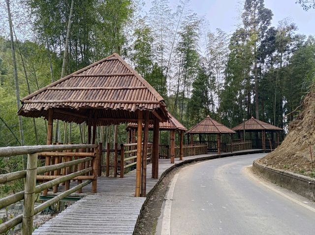 雲林古坑景點-木馬古道看竹林
