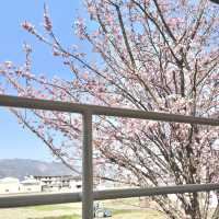 藍よしのがわトロッコ