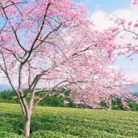 油羅溪森林花園•櫻花盛開的夢幻