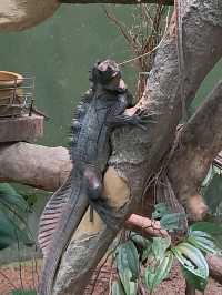 Roars, Paws & Jungle Laws – A Day at Zoo Negara