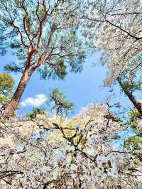 Cherry Blossoms in Full Bloom at Omiya Park