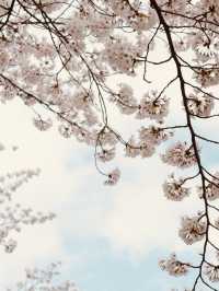 Seoun's Blossoming Fields: A Spacious Spot for Cherry Blossom Viewing 