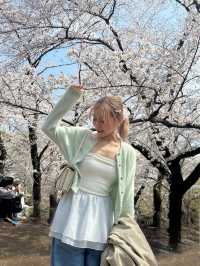 櫻花季2025 Spring 🌸🇯🇵 代々木公園