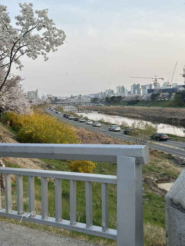 성안길에서 무심천 따라 걷는 힐링 산책길🌸🤍 부담없는 힐링 데이트코스