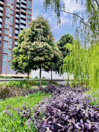 “Sustainably Serene – LaLaport Rooftop Retreat”