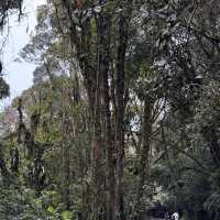 Brinchang 3 Days Itinerary