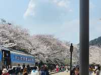“Jinhae in Bloom: A Spring Symphony of Cherry Blossoms”