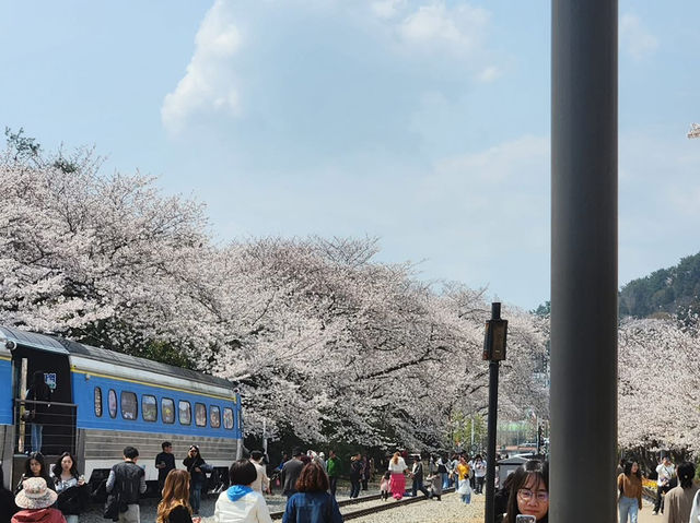 “Jinhae in Bloom: A Spring Symphony of Cherry Blossoms”