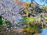大阪賞櫻-花博公園鶴見綠地，世界各國庭園造景