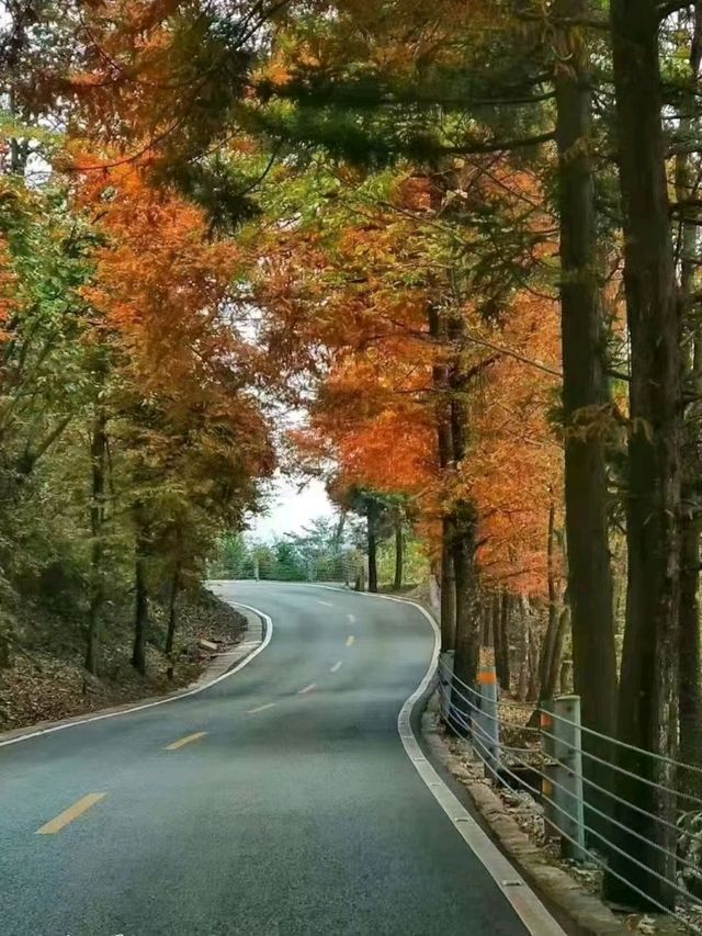 Autumn Magic in Zhangjiajie: A Peaceful Escape into Nature's Colors