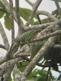 コスタリカ🇨🇷🦥