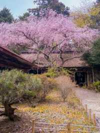 【奈良】日本一の桜🌸吉野山を全力で楽しむ完全ガイド！