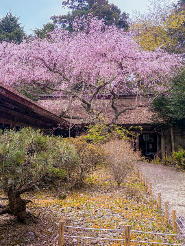 【奈良】日本一の桜🌸吉野山を全力で楽しむ完全ガイド！