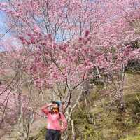 三色花景ㄧ次搞定的萬里林園