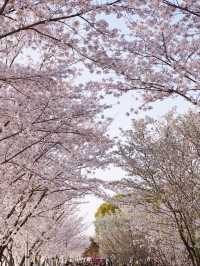 Dushu Lake Wild Cherry Blossoms – Suzhou’s Hidden Springtime Oasis