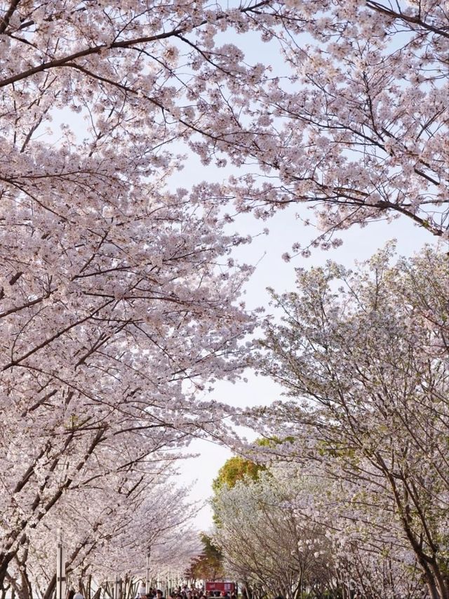 Dushu Lake Wild Cherry Blossoms – Suzhou’s Hidden Springtime Oasis