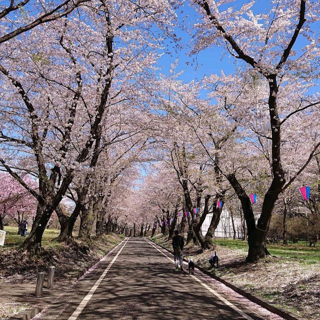 Akagi Senbonzakura, Gunma